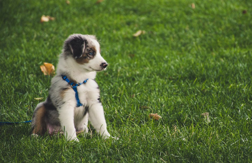 Tips voor het trainen van je puppy