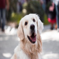 Waarom sommige honden dol zijn op water en anderen er een hekel aan hebben