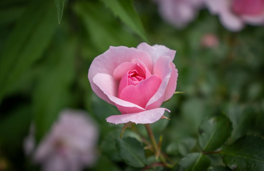 Lentekriebels! Zo maak je jouw tuin én terrasoverkapping helemaal klaar voor de lente.