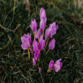 Alles wat je moet weten over herfsttijloos in de tuin!