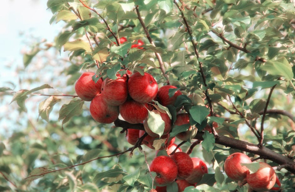 Betekenis: De appel valt niet ver van de boom