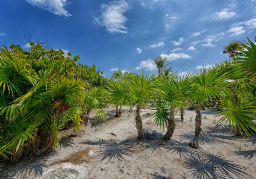 5 leuke feitjes over de kamerplant Yucca